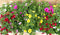 Million bells petunia 10 potjes per tray kleur mix