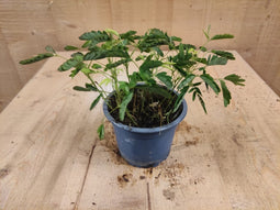 Mimosa Ppudica Kruidje-roer-mij-niet kamerplant