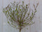 mini sering syringa meyeri roze bloemen op stam