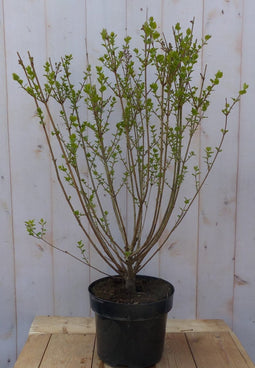 mini sering syringa meyeri roze-paars bloemen