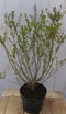 mini sering syringa meyeri roze-paars bloemen