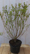 mini sering syringa meyeri roze-paars bloemen