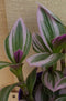 Mini Tradescantia Roze Blad