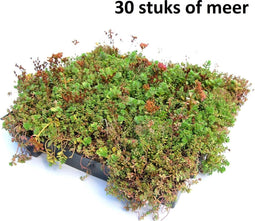 Minimaal 30 stuks afnemen, Minimaal 30 stuks! Dakgroen Sedumtray voor daken Type TE Kant & Klaar 15 graden Sempergreen