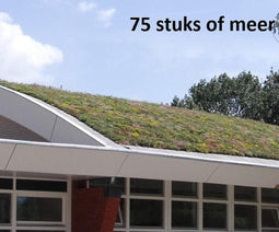 Minimaal 75 stuks afnemen, Minimaal 75 stuks! Dakgroen Sedummixmat Compleet (incl. drainage type 11c & daktuinsubstraat) per 1.2 m2 max. 25 graden Sempergreen