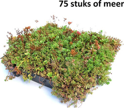 Minimaal 75 stuks afnemen, Minimaal 75 stuks! Dakgroen Sedumtray voor daken Type TE Kant & Klaar 15 graden Sempergreen