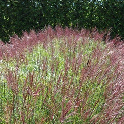 Miscanthus sinensis 'Red Chief' - Prachtriet - Pot 17 cm (2 liter)