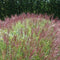 Miscanthus sinensis 'Red Chief' - Prachtriet - Pot 17 cm (2 liter)