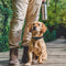 Mister Mill Anti Blafband voor Honden van 3-55 KG - Diervriendelijk Geen Schok - Alleen Vibratie en Audio