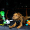 Mister Mill Drinkfles Hond - Honden Bidon - Waterfles - 300ML + 50ML Voeropslag + Poepzakjes container