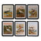 Schilderij DKD Home Decor Kristal Hout MDF Vogels (40 x 50 x 1,8 cm) (6 Stuks)