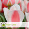 Plant in a Box - Tulipa Willem vd Akker - Bloembollen x14 - Tulp - Tweekleurig - Tulpen uit Holland