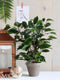 Mica Decorations groene ficus kunstplant - 40 cm - Kunstplanten voor binnen