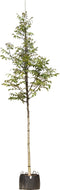 Gewone walnotenboom | Juglans regia 14-18 cm | Bomenbezorgd.nl