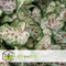 Caladium Gingerland 'Angel Wings' - Tropische kamerplant - Pot 12cm - Hoogte 25-40cm