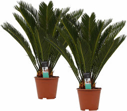 Decorum Duo Cycas Revoluta - Set van 2 - Duijn-Hove - Groene Plant- Hoogte 65 cm