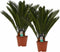 Decorum Duo Cycas Revoluta - Set van 2 - Duijn-Hove - Groene Plant- Hoogte 65 cm