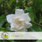 Plant in a Box - Gardenia Jasminoides - Op gevlochten stam - Onderhoudsarme plant - Witte bloemen - Pot 19cm - Hoogte 50-60cm