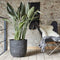 Capi Europe - Bloempot bol Row NL - 35x34 - Antraciet - Opening Ø29 - Bloempot voor binnen en buiten - Levenslang garantie - Breukbestendig - 100% Recyclebaar - CO2 Neutraal geproduceerd - KRWZ932
