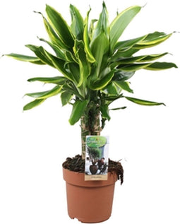 Goed & Groen - Dracaena Golden Coast (carroussel) -↨ 50cm - Potmaat 17 - Kwaliteit Planten - Kamer Plant - Kamerplanten - Sfeer