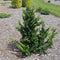 Chamaecyparis pisifera 'Teddy Bear' - Japanse schijncipres - 20-25 cm - Pot 3 Liter
