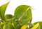 Decorum Duo Philodendron Brazil - Philodendron Scandens met potten Anna Grey - Set van 2 - Mini-Green - Pot-plant combinaties- Hoogte 15 cm