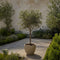 Plant in a Box - Olea Europaea - Set van 2 - Winterharde olijfboom op stam - Pot 19cm - Hoogte 80-90cm