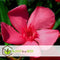 Plant in a Box - Nerium Oleander - Tuinplant - Pot 21cm - Hoogte 80-90cm