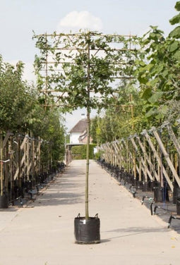 Moeraseik als leiboom Quercus palustris h 340 cm st. omtrek 16 cm s...