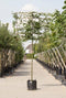 Moeraseik als leiboom Quercus palustris h 340 cm st. omtrek 16 cm s...