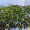 Moeraseik als leiboom Quercus palustris h 340 cm st. omtrek 16 cm s...