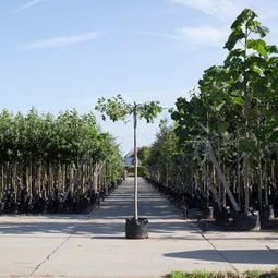 Moeraseik kruisdak 220 cm stamhoogte | Quercus palustris 10-14 cm 220 cm| Bomenbezorgd.nl