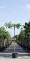 Moeraseik kruisdak 220 cm stamhoogte | Quercus palustris 10-14 cm 220 cm| Bomenbezorgd.nl