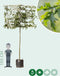 Moeraseik leiboom 240 cm | Quercus palustris 16-20 cm 240 cm| Bomenbezorgd.nl