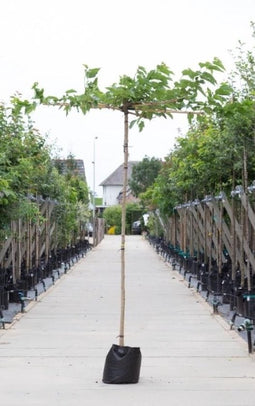 Moerbei kruisdak - Morus alba ‘ Macrophylla' 220 cm stamhoogte (6 - 10 cm stamomtrek)