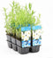 Moerings Achillea Ptarmica | Sneeuwbal Plantje | In 9CM pot