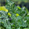 Moerings Arum Italicum | Italiaanse Aronskelk | In 9CM pot