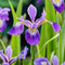 Moerings Iris Versicolor | Amerikaanse Iris | In 9CM pot