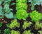 Moestuin grond aarde 20 liter