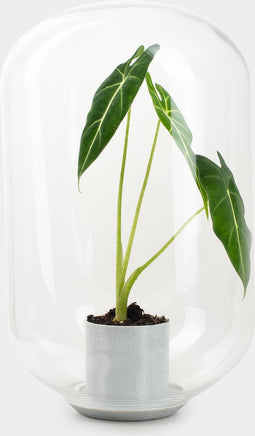 Moira Alocasia frydeck - Terrarium - 40cm