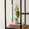 Moira Alocasia frydeck - Terrarium - 40cm