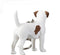 Mojo Farm & Pets Sleutelhanger Jack Russell - 387457