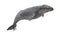 Mojo Sealife speelgoed Grijze Walvis - 387280