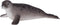 Mojo Sealife speelgoed Grijze Zeehond - 387091