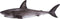 Mojo Sealife speelgoed Grote Witte Haai - 381012
