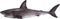 Mojo Sealife speelgoed Grote Witte Haai - 381012