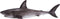 Mojo Sealife speelgoed Grote Witte Haai - 381012