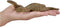 Mojo Wild Life Groene Anaconda 381007