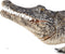 Mojo Wildlife speelgoed Alligator met bewegende kaak - 387168
