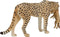 Mojo Wildlife speelgoed Cheetah Vrouwtje met Welp - 387167
